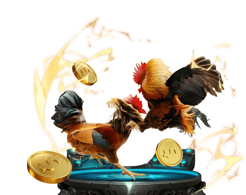 Bảng quy tắc và trọng tài đang giám sát trận đấu đá gà, đảm bảo tính công bằng